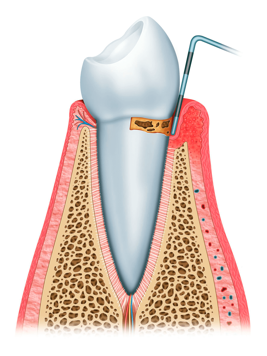 Odontología Ortodoncia Periodoncia